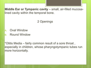 Middle Ear or Tympanic cavity – small, air-filled mucosa-
lined cavity within the temporal bone.
2 Openings
A. Oval Window
B. Round Window
*Otitis Media – fairly common result of a sore throat ,
especially in children, whose pharyngotympanic tubes run
more horizontally.
 