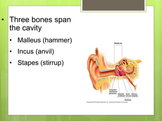 • Three bones span
the cavity
• Malleus (hammer)
• Incus (anvil)
• Stapes (stirrup)
 