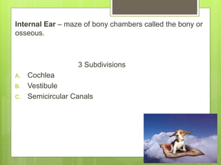 Internal Ear – maze of bony chambers called the bony or
osseous.
3 Subdivisions
A. Cochlea
B. Vestibule
C. Semicircular Canals
 