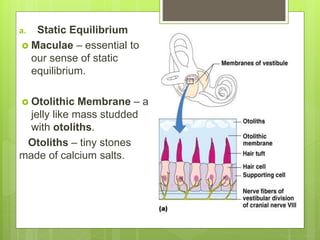 a. Static Equilibrium
 Maculae – essential to
our sense of static
equilibrium.
 Otolithic Membrane – a
jelly like mass studded
with otoliths.
Otoliths – tiny stones
made of calcium salts.
 