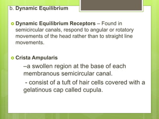 b. Dynamic Equilibrium
 Dynamic Equilibrium Receptors – Found in
semicircular canals, respond to angular or rotatory
movements of the head rather than to straight line
movements.
 Crista Ampularis
–a swollen region at the base of each
membranous semicircular canal.
- consist of a tuft of hair cells covered with a
gelatinous cap called cupula.
 