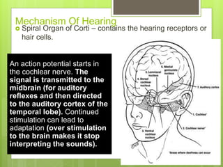 Mechanism Of Hearing
 Spiral Organ of Corti – contains the hearing receptors or
hair cells.
An action potential starts in
the cochlear nerve. The
signal is transmitted to the
midbrain (for auditory
reflexes and then directed
to the auditory cortex of the
temporal lobe). Continued
stimulation can lead to
adaptation (over stimulation
to the brain makes it stop
interpreting the sounds).
 