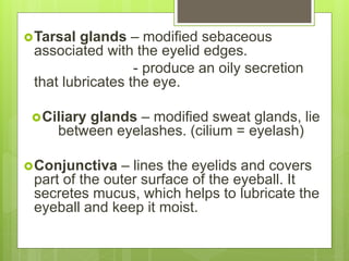 Tarsal glands – modified sebaceous
associated with the eyelid edges.
- produce an oily secretion
that lubricates the eye.
Ciliary glands – modified sweat glands, lie
between eyelashes. (cilium = eyelash)
Conjunctiva – lines the eyelids and covers
part of the outer surface of the eyeball. It
secretes mucus, which helps to lubricate the
eyeball and keep it moist.
 