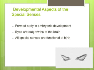 Developmental Aspects of the
Special Senses
 Formed early in embryonic development
 Eyes are outgrowths of the brain
 All special senses are functional at birth
 