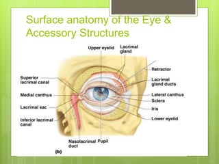 Surface anatomy of the Eye &
Accessory Structures
 