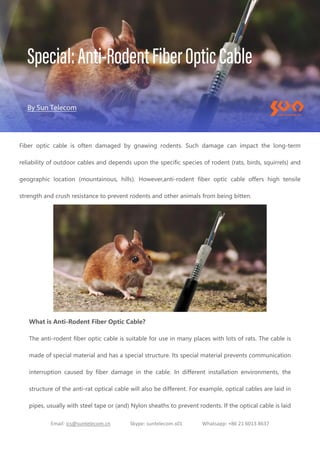 Email: ics@suntelecom.cn Skype: suntelecom.s01 Whatsapp: +86 21 6013 8637
Fiber optic cable is often damaged by gnawing rodents. Such damage can impact the long-term
reliability of outdoor cables and depends upon the specific species of rodent (rats, birds, squirrels) and
geographic location (mountainous, hills). However,anti-rodent fiber optic cable offers high tensile
strength and crush resistance to prevent rodents and other animals from being bitten.
What is Anti-Rodent Fiber Optic Cable?
The anti-rodent fiber optic cable is suitable for use in many places with lots of rats. The cable is
made of special material and has a special structure. Its special material prevents communication
interruption caused by fiber damage in the cable. In different installation environments, the
structure of the anti-rat optical cable will also be different. For example, optical cables are laid in
pipes, usually with steel tape or (and) Nylon sheaths to prevent rodents. If the optical cable is laid
 