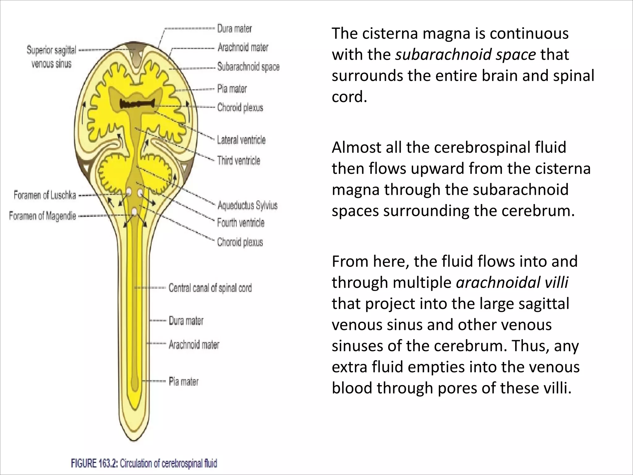 • The cisterna magna is continuous
with the subarachnoid space that
surrounds the entire brain and spinal
cord.
• Almost all the cerebrospinal fluid
then flows upward from the cisterna
magna through the subarachnoid
spaces surrounding the cerebrum.
• From here, the fluid flows into and
through multiple arachnoidal villi
that project into the large sagittal
venous sinus and other venous
sinuses of the cerebrum. Thus, any
extra fluid empties into the venous
blood through pores of these villi.
 