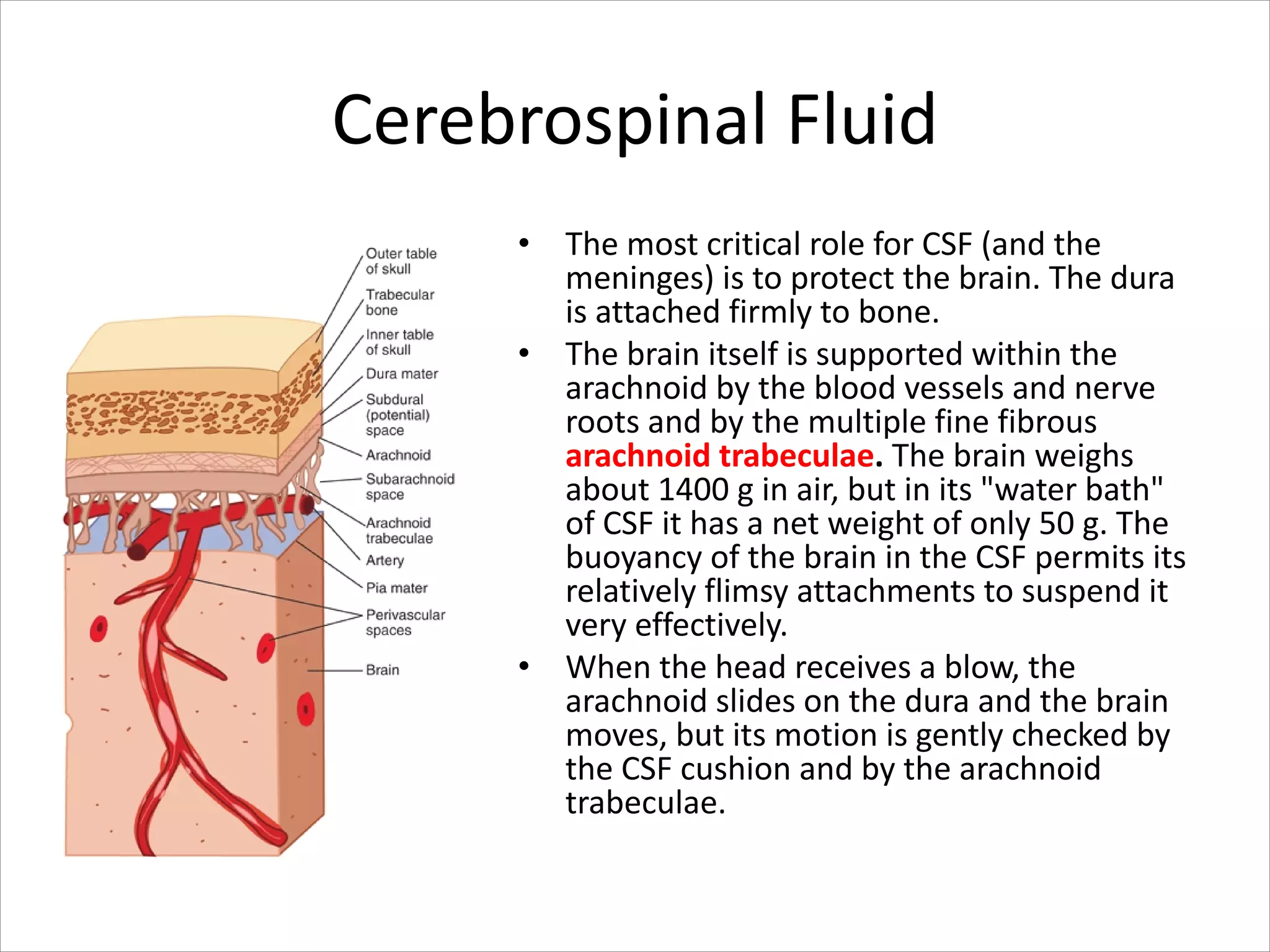 Cerebrospinal Fluid
• The most critical role for CSF (and the
meninges) is to protect the brain. The dura
is attached firmly to bone.
• The brain itself is supported within the
arachnoid by the blood vessels and nerve
roots and by the multiple fine fibrous
arachnoid trabeculae. The brain weighs
about 1400 g in air, but in its "water bath"
of CSF it has a net weight of only 50 g. The
buoyancy of the brain in the CSF permits its
relatively flimsy attachments to suspend it
very effectively.
• When the head receives a blow, the
arachnoid slides on the dura and the brain
moves, but its motion is gently checked by
the CSF cushion and by the arachnoid
trabeculae.
 