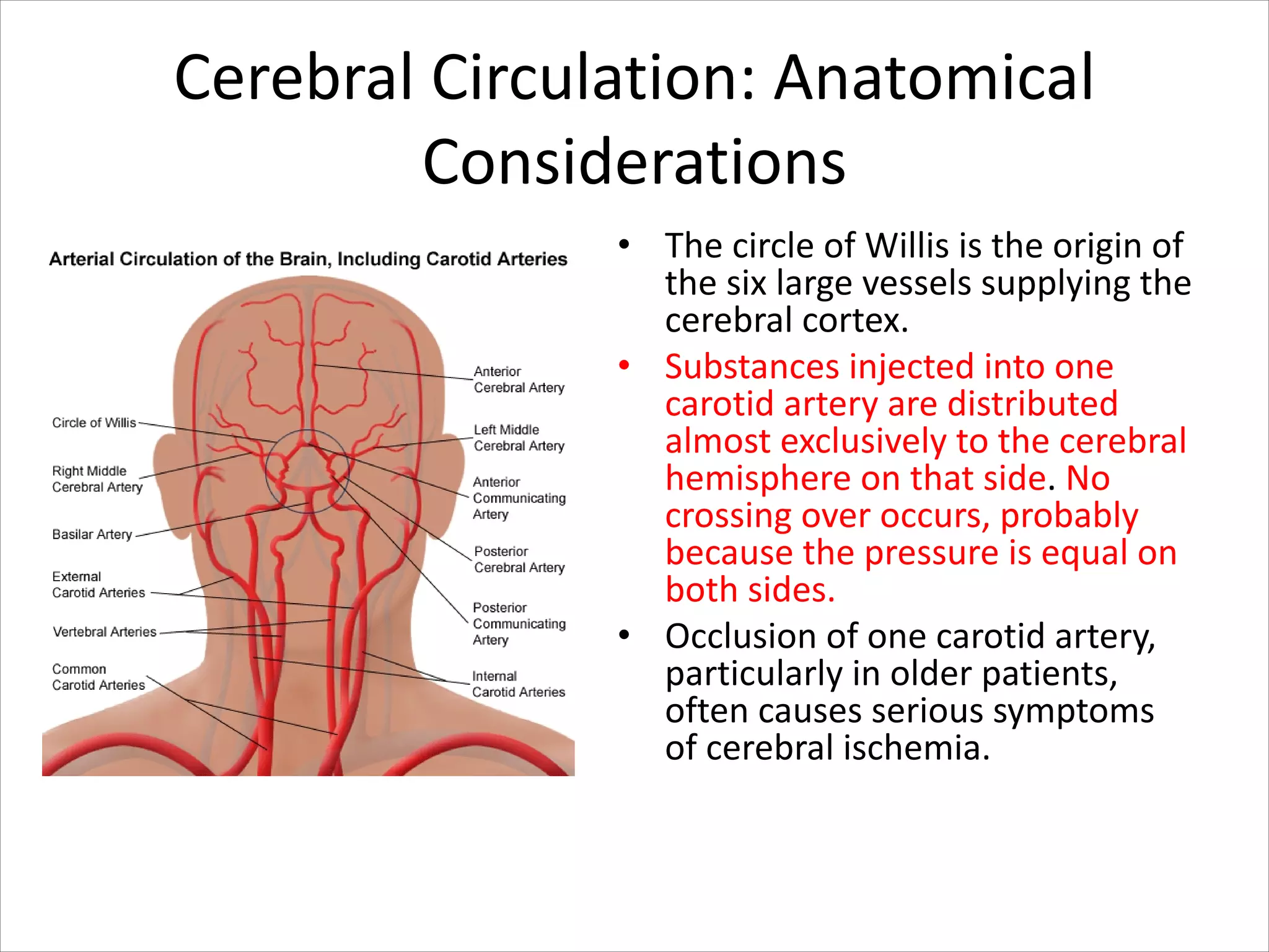 Cerebral Circulation: Anatomical
Considerations
• The circle of Willis is the origin of
the six large vessels supplying the
cerebral cortex.
• Substances injected into one
carotid artery are distributed
almost exclusively to the cerebral
hemisphere on that side. No
crossing over occurs, probably
because the pressure is equal on
both sides.
• Occlusion of one carotid artery,
particularly in older patients,
often causes serious symptoms
of cerebral ischemia.
 