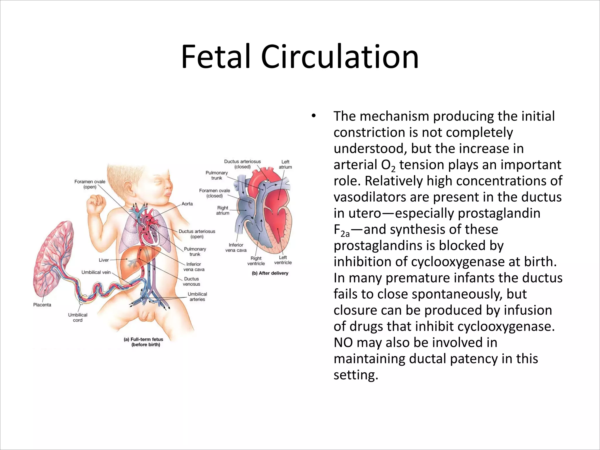 Fetal Circulation
• The mechanism producing the initial
constriction is not completely
understood, but the increase in
arterial O2 tension plays an important
role. Relatively high concentrations of
vasodilators are present in the ductus
in utero—especially prostaglandin
F2a—and synthesis of these
prostaglandins is blocked by
inhibition of cyclooxygenase at birth.
In many premature infants the ductus
fails to close spontaneously, but
closure can be produced by infusion
of drugs that inhibit cyclooxygenase.
NO may also be involved in
maintaining ductal patency in this
setting.
 