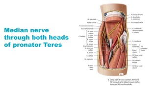 Median nerve
through both heads
of pronator Teres
 