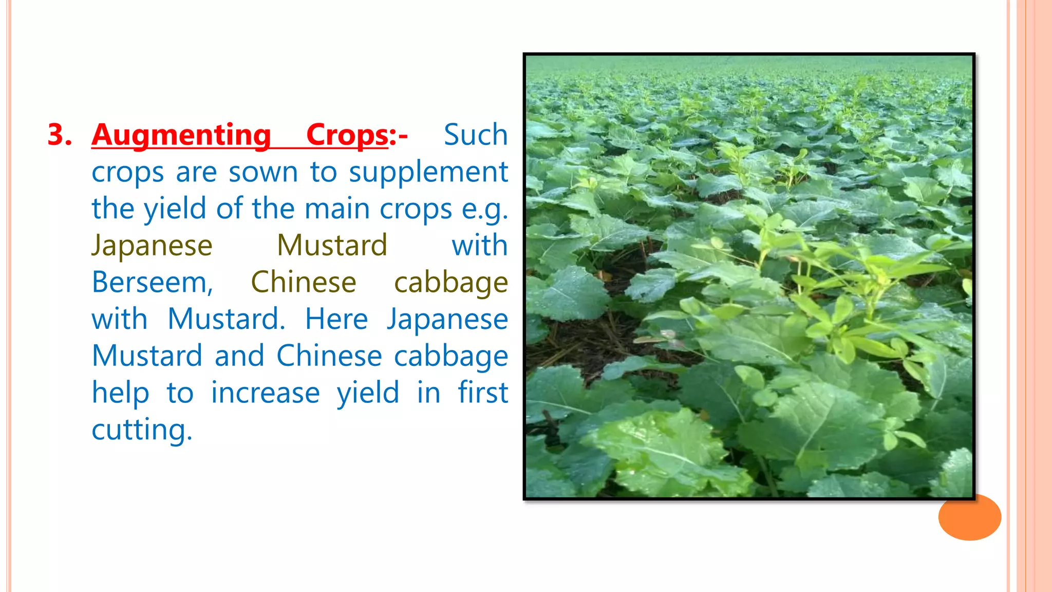 Special Classification of Crops | PPTX