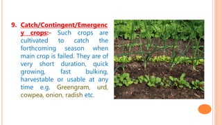 9. Catch/Contingent/Emergenc
y crops:- Such crops are
cultivated to catch the
forthcoming season when
main crop is failed. They are of
very short duration, quick
growing, fast bulking,
harvestable or usable at any
time e.g. Greengram, urd,
cowpea, onion, radish etc.
 