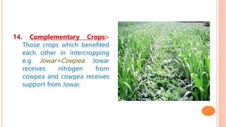 14. Complementary Crops:-
Those crops which benefited
each other in intercropping
e.g. Jowar+Cowpea. Jowar
receives nitrogen from
cowpea and cowpea receives
support from Jowar.
 