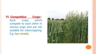 15. Competitive Crops:-
Such crops which
compete to each other in
various ways and are not
suitable for intercropping.
E.g. two cereals.
 