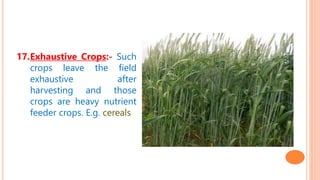 17.Exhaustive Crops:- Such
crops leave the field
exhaustive after
harvesting and those
crops are heavy nutrient
feeder crops. E.g. cereals
 