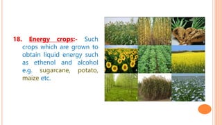 18. Energy crops:- Such
crops which are grown to
obtain liquid energy such
as ethenol and alcohol
e.g. sugarcane, potato,
maize etc.
 