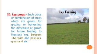 20. Ley crops:- Such crops
or combination of crops
which ids grown for
grazing or harvesting
for immediate or grown
for future feeding to
livestock e.g. Berseem
+Mustard and pastures,
grassland etc.
 