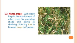 22. Nurse crops:- Such crops
help in the nourishment of
other crops by providing
shade and acting as
climbing sticks e.g. Rye in
Pea and Jowar in Cowpea.
 