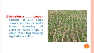 23.Paira/Utera crops:-
Growing of such crops
sown a few days or weeks
before harvesting of
standing mature crops is
called paira/utera cropping
e.g. Lathyrus in Rice.
 