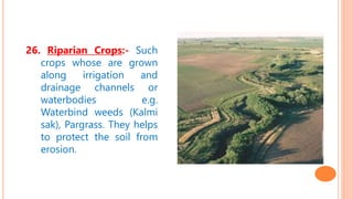 26. Riparian Crops:- Such
crops whose are grown
along irrigation and
drainage channels or
waterbodies e.g.
Waterbind weeds (Kalmi
sak), Pargrass. They helps
to protect the soil from
erosion.
 