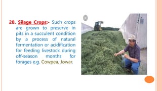 28. Silage Crops:- Such crops
are grown to preserve in
pits in a succulent condition
by a process of natural
fermentation or acidification
for feeding livestock during
off-season months for
forages e.g. Cowpea, Jowar.
 