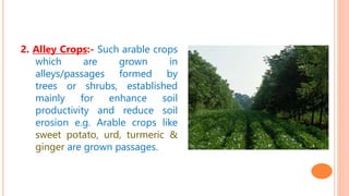 2. Alley Crops:- Such arable crops
which are grown in
alleys/passages formed by
trees or shrubs, established
mainly for enhance soil
productivity and reduce soil
erosion e.g. Arable crops like
sweet potato, urd, turmeric &
ginger are grown passages.
 
