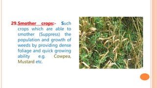 29.Smother crops:- Such
crops which are able to
smother (Suppress) the
population and growth of
weeds by providing dense
foliage and quick growing
ability e.g. Cowpea,
Mustard etc.
 
