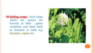 30.Soiling crops:- Such crops
which are grown for
harvest at their green
condition and feed fresh
to livestock in stalls e.g.
berseem, napier etc.
 