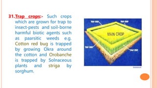 31.Trap crops:- Such crops
which are grown for trap to
insect-pests and soil-borne
harmful biotic agents such
as paarsitic weeds e.g.
Cotton red bug is trapped
by growing Okra around
the cotton and Orobanche
is trapped by Solnaceous
plants and striga by
sorghum.
 