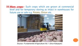 33.Ware crops:- Such crops which are grown at commercial
level and for temporary storing as intact in warehouses for
future use or sale e.g. Potato, Onion etc.
Source:- Fundamental of Agriculture Vol. 1 (Arun Katyayan)
 