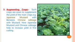 3. Augmenting Crops:- Such
crops are sown to supplement
the yield of the main crops e.g.
Japanese Mustard with
Berseem, Chinese cabbage
with Mustard. Here Japanese
Mustard and Chinese cabbage
help to increase yield in first
cutting.
 