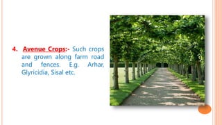 4. Avenue Crops:- Such crops
are grown along farm road
and fences. E.g. Arhar,
Glyricidia, Sisal etc.
 