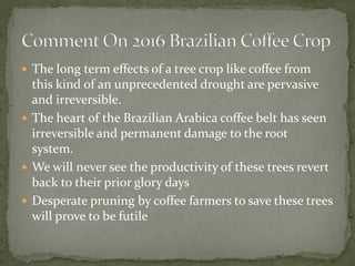  
The long term effects of a tree crop like coffee from this kind of an unprecedented drought are pervasive and irreversible. 
 
The heart of the Brazilian Arabica coffee belt has seen irreversible and permanent damage to the root system. 
 
We will never see the productivity of these trees revert back to their prior glory days 
 
Desperate pruning by coffee farmers to save these trees will prove to be futile  