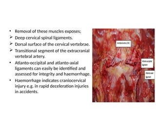 • Removal of these muscles exposes;
 Deep cervical spinal ligaments.
 Dorsal surface of the cervical vertebrae.
 Transitional segment of the extracranial
vertebral artery.
• Atlanto-occipital and atlanto-axial
ligaments can easily be identified and
assessed for integrity and haemorrhage.
• Haemorrhage indicates craniocervical
injury e.g. in rapid deceleration injuries
in accidents.
 