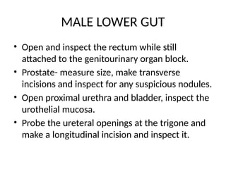 MALE LOWER GUT
• Open and inspect the rectum while still
attached to the genitourinary organ block.
• Prostate- measure size, make transverse
incisions and inspect for any suspicious nodules.
• Open proximal urethra and bladder, inspect the
urothelial mucosa.
• Probe the ureteral openings at the trigone and
make a longitudinal incision and inspect it.
 