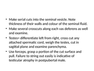 • Make serial cuts into the seminal vesicle. Note
thickness of their walls and colour of the seminal fluid.
• Make several crosscuts along each vas deferens as well
and examine.
• Testes= differentiate left from right, cross cut any
attached spermatic cord, weigh the testes, cut in
sagittal plane and examine parenchyma.
• Use forceps, grasp a portion of the cut surface and
pull. Failure to string out easily is indicative of
testicular atrophy in postpubertal male.
 
