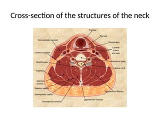 Cross-section of the structures of the neck
 