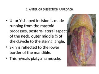 1. ANTERIOR DISSECTION APPROACH
• U- or Y-shaped incision is made
running from the mastoid
processes, postero-lateral aspect
of the neck, outer middle ⅓ of
the clavicle to the sternal angle.
• Skin is reflected to the lower
border of the mandible.
• This reveals platysma muscle.
 