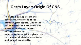 Cns Development Special Embryology Of Central Nervous System (CNS).pdf