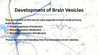 Cns Development Special Embryology Of Central Nervous System (CNS).pdf