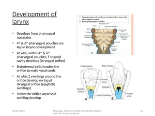 Comprehensive Embryology of the Human Respiratory System Development | PPTX