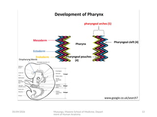 Comprehensive Embryology of the Human Respiratory System Development | PPTX