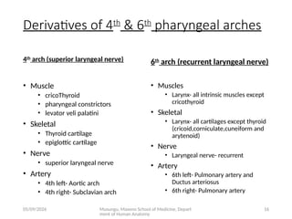 Comprehensive Embryology of the Human Respiratory System Development | PPTX