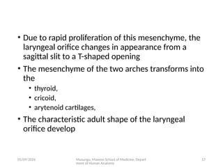 Comprehensive Embryology of the Human Respiratory System Development | PPTX