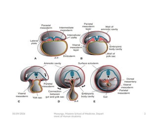 Comprehensive Embryology of the Human Respiratory System Development | PPTX