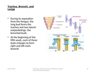 Comprehensive Embryology of the Human Respiratory System Development | PPTX