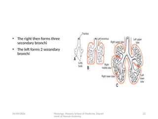 Comprehensive Embryology of the Human Respiratory System Development | PPTX
