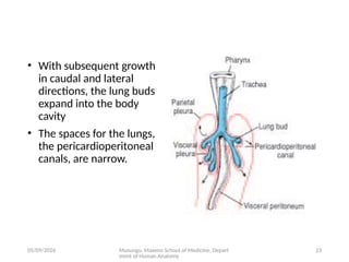 Comprehensive Embryology of the Human Respiratory System Development | PPTX