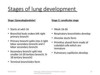 Comprehensive Embryology of the Human Respiratory System Development | PPTX